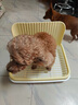 HELLOJOY狗狗厕所中小型犬防踩屎尿盆宠物用品小狗狗砂盆拉屎便盆专用大号 实拍图