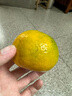 京鲜生 东江湖蜜橘 2斤单果50g起 橘子/桔子  生鲜水果 实拍图