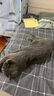 京喜自营-专用品牌猫笼子超大室内猫别墅多层猫舍送货上门 【多猫款】方管款-黑色四层78*55*135 套餐一：三件套 实拍图