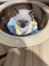 海乐妙猫咪体内驱虫药0.5-2kg（一片装）幼猫防治寄生虫宠物驱虫 实拍图