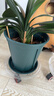 墨斗鱼花盆青山盆控根加厚3加仑*3多肉绿植盆栽树脂塑料简约花盆带托盘 实拍图