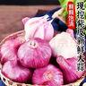新干蒜蔬菜糖醋蒜烧烤火锅调料食材大蒜 5头装100g 3.5-5cm 实拍图