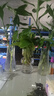 玻璃花瓶透明植物插花瓶水培容器大花瓶装饰客厅摆件 透明水波纹20*6*9 1个装 实拍图