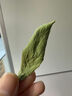 半山农淡竹叶茶100g 淡竹叶煮水 新鲜石竹叶可做汤膏夏天喝养生泡水清香 实拍图