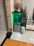 纯种台湾蝴蝶鲤鱼好养耐活淡水冷水观赏鱼金鱼锦鲤大尾大鳍活体 精品黄金蝴蝶鲤12-15公分1条【送饲料】 实拍图