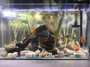 吉印刀锋s鱼缸灯led灯防水全光谱鱼缸照明灯水草灯小型超白鱼灯76cm 实拍图
