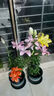 百合花种球香水百合四季开花好养活花卉植物室内外耐寒花苗盆栽 【进口2颗】百合花种球混搭+肥料 实拍图