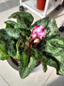 意轩大苗仙客来盆栽室内花卉 兔子花 花苗兔耳花萝卜海棠带盆带花带土 仙客来花蝴蝶 实拍图