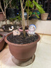 宜兴特大种树紫砂花盆绿萝盆景多肉种菜兰花盆圆口透气超大陶瓷盆 106特大号 实拍图