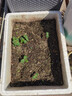 德沃多肥料纯草木灰2.5kg纯正钾肥农家肥有机肥料植物营养土壤种植土有机肥 实拍图