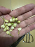 匠界养生茶花茶茉莉花苞125g大份量头茬新茶茉莉花茶花苞花蕾养生茶 实拍图