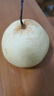 正宗河北鸭梨大果新鲜10斤脆甜梨子水果当季整箱包邮5斤赵县雪梨 特级鸭梨净重9斤 实拍图