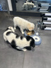 甜浪海猫碗双碗自动喂食器不锈钢狗盆幼猫吃饭喝水防打翻饮水机宠物食盆 实拍图