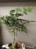 佰花锦新中式文竹桌面盆栽绿植办公室客厅盆景茶台卧室好养绿植花卉植物 精品文竹基地原盆原土X1 20-30cm 实拍图