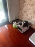 田田猫瓦楞纸猫抓板肥猫房子猫窝猫爬架猫别墅猫玩具磨爪耐磨猫用品 实拍图
