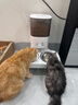 霍曼（Homerun）宠物智能自动喂食器猫粮狗粮定时猫咪自动投食机不锈钢双碗增高版 实拍图