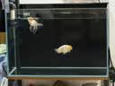 京霁鱼缸背景贴纸pvc缸外装饰造景水族箱纯黑色背景壁纸玻璃装饰贴膜 静电黑磨砂/宽40cm*长1米（适合缸外用） 实拍图