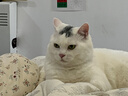 皇家室内成猫粮 I27 通用粮 12月以上 4.5KG 实拍图