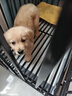 舒腾金毛幼犬纯种宠物狗狗金毛活体大型犬寻回犬宠物狗金毛幼崽活体狗 宠物级 精品金毛 公 实拍图