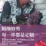 【顺丰】新疆葡萄 火焰玻璃翠无核三色白葡萄脆甜马奶提子水果 三色葡萄 4斤净重 精品果【自吃划算】 实拍图