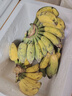 广西小米蕉小香蕉自然熟迷你香蕉苹果蕉小芭蕉新鲜水果特产鸡蕉 小米蕉 9斤 泡沫箱打包 实拍图