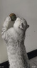 味当家猫咪玩具薄荷球逗猫神器自嗨解闷旋转舔舔乐木天蓼啃咬猫咪用品 薄荷旋转球2颗（第二颗半价） 实拍图
