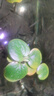 疯狂水草浮萍水草水上和鱼共养金鱼缸造景古法养鱼净化水质水芙蓉 圆心萍10颗 实拍图