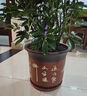oeny紫砂花盆透气防烂根特大号口径种树种菜高颜值大花盆陶瓷花盆批发 红色泥绘高直筒特大号 紫砂 实拍图