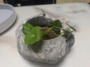 石头花盆原生态天然鹅卵石花瓶多肉铜钱草原石菖蒲盆鱼缸水培造景 无排水孔 外径8-12厘米 款式随机 实拍图