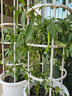 美乐棵蔬果种菜营养土园艺种植土花土肥料蔬菜水果种菜土40L 实拍图