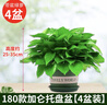 双盟绿萝盆栽除甲醛花卉绿植办公室新房净化空气180托盘4盆装源头直发 实拍图