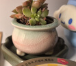 景青陶瓷多肉花盆简约冰裂清新彩红小号控型创意桌面装饰透气 YM三腿胖嘟嘟-绿粉 陶瓷 实拍图