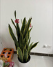 植男植女大型金边虎皮兰植物客厅卧室办公室绿色观叶花卉绿植盆栽源头直发 实拍图