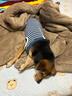 aipetofstory大狗狗绝育服 宠物中大型犬绝育手术服透气断奶夏季术后衣服L  实拍图