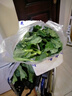 鹿凌青农家新鲜中花芥兰菜应季蔬菜广东芥兰芥蓝好吃下饭菜发顺丰 【顺丰】泡沫箱加冰袋（偏细） 【精选中小兰】2斤装 实拍图