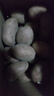 【真便宜】红皮土豆高原黄心土豆马铃薯红皮黄心洋芋 蔬菜水果 红皮土豆 5斤 单果1-3两 实拍图