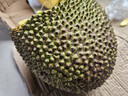 京鲜生海南菠萝蜜 20-25斤 净重20斤+  生鲜水果 源头直发 实拍图