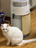霍尼韦尔（Honeywell）宠物空气净化器吸猫毛除过敏源猫猫搭子 猫毛净化器杀菌消毒除异味【家电国家补贴】KJ360F-C22W 实拍图