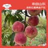 京鲜生沂蒙山秋桃珍珠蜜桃 净重3斤 单果120g+ 甜蜜多汁水果 源头直发 实拍图