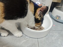 霍曼（Homerun）Real智能自动喂食器猫粮狗粮定时猫咪自动投食器（配陶瓷碗） 实拍图