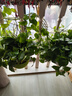双盟绿萝盆栽除甲醛花卉绿植办公室新房净化空气160红2盆源头直发 实拍图