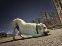 HELLOJOY狗狗零食宠物泰迪金毛幼犬成犬训练奖励 营养牛肉粒2.7斤 实拍图