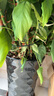 九千谷植物支撑架园艺花架阳台花园绣球月季爬藤 半圆25*40CM 3对装6409 实拍图