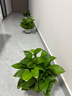 双盟绿萝盆栽除甲醛办公室新房净化空气180款白色吸水盆4盆源头直发 实拍图