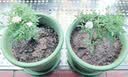 九千谷花盆办公家用四季花盆北欧简约控根透气加厚树脂花盆1号2个装9330 实拍图