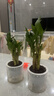 绿有意步步高观音竹富贵荷花竹水养土培盆栽室内桌摆植物吸甲醛水培植物 荷花竹5支【早安盆】 含盆 实拍图