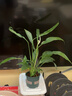 花盆绿植盆栽加厚塑料简约多肉小盆阳台客厅月季玫瑰大号家用花盆 矮款0.5加仑(口径10cm)1个盆 不带托盘 实拍图
