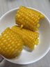 东北农嫂糯玉米甜糯香粘真空装黏玉米棒吉林产低脂主食可选有机 【爆款推荐】黄糯礼盒1.6kg约8根 实拍图