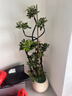 叹为观止大型植物发财树各种大颗盆栽开业乔迁客厅办公室内好养大型花卉 造型鸭脚木【1.5-1.7米】 含盆 实拍图
