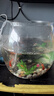高清鱼缸 生态缸桌面溪流缸迷你金鱼缸小型水族箱养鱼龟缸PET 超大号鱼缸【超清8K高透/摔不碎/久用不糊】 实拍图